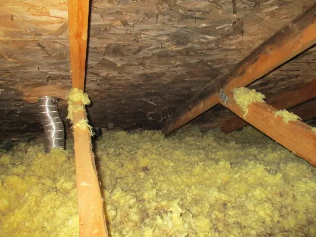 Top 5 Signs You Have Mold in Your Attic